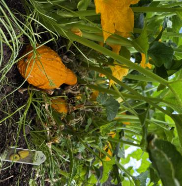 ISCI garden vegetables
