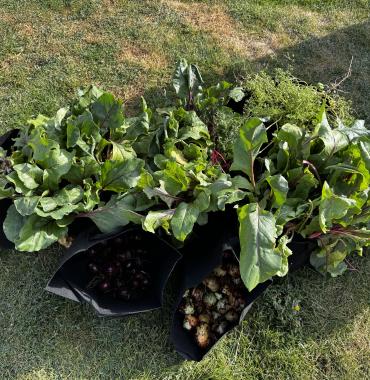 iSIC garden vegetables