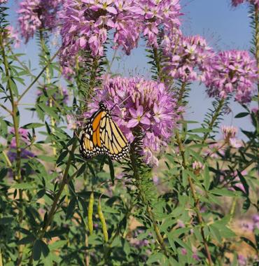 Butterfly by flowers