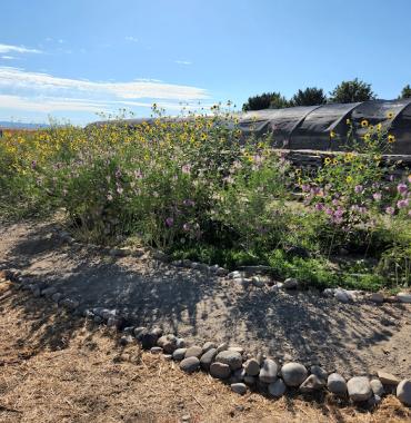 wide shot of garden