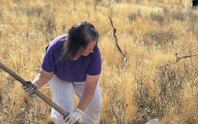 Planting sagebrush